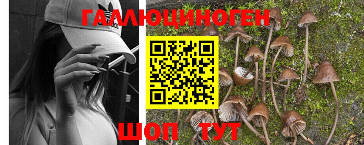 Галлюциногенные грибы прущие грибы Брянск